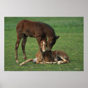 Poster Morgan Foals Playing