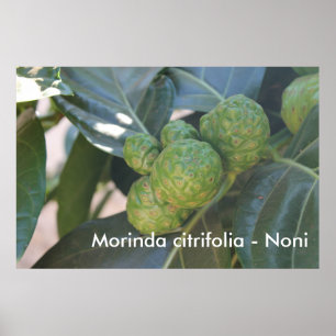 Póster Morinda citrifolia - Noni