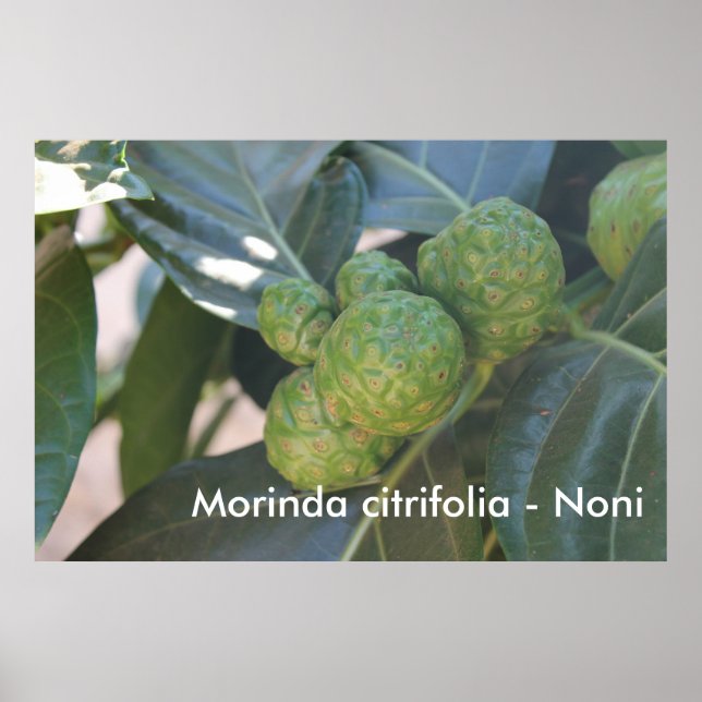 Póster Morinda citrifolia - Noni (Frente)