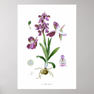 Póster Morio de Orchis
