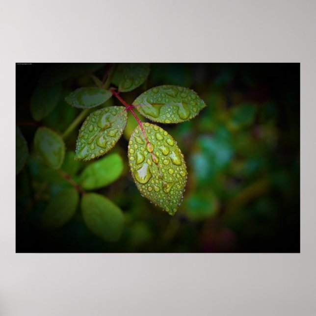 Poster Morning Dew, (Frente)