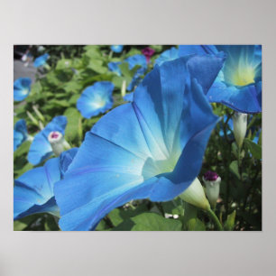 Póster Morning Glories on Cape Cod