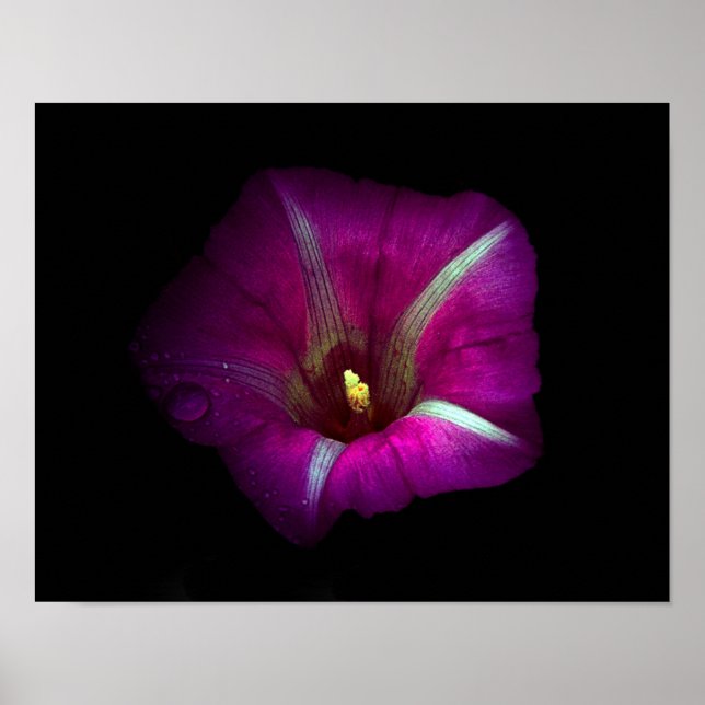 Poster Morning Glory Flower (Frente)