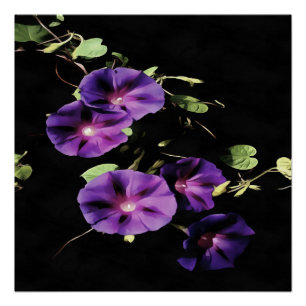 Póster Morning Glory Flower Isolated On Black