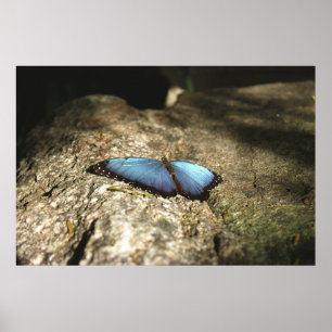 Poster Morpho azul, parques de Niagara, Canadá
