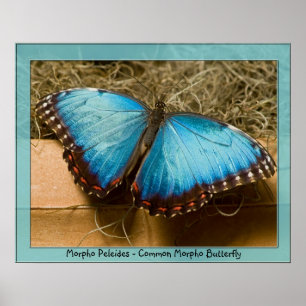 Póster Morpho Peleides - Common Morpho ...