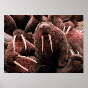 Poster Morsa