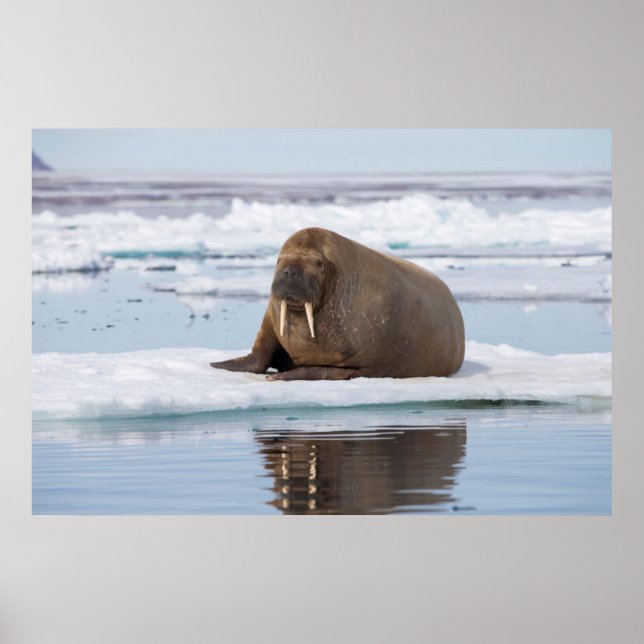 Póster Morsa descansando no gelo, Noruega (Frente)
