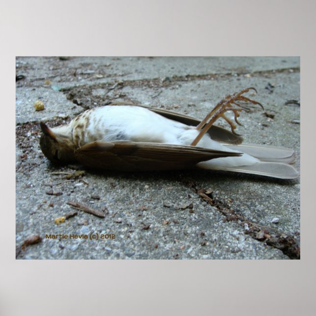 Póster Morte (Frente)