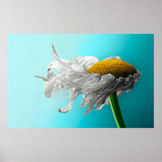 Poster Morto Disies Raramente Mente