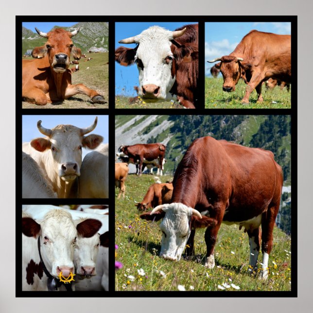 Póster Mosaico fotográfico de vacas (Frente)