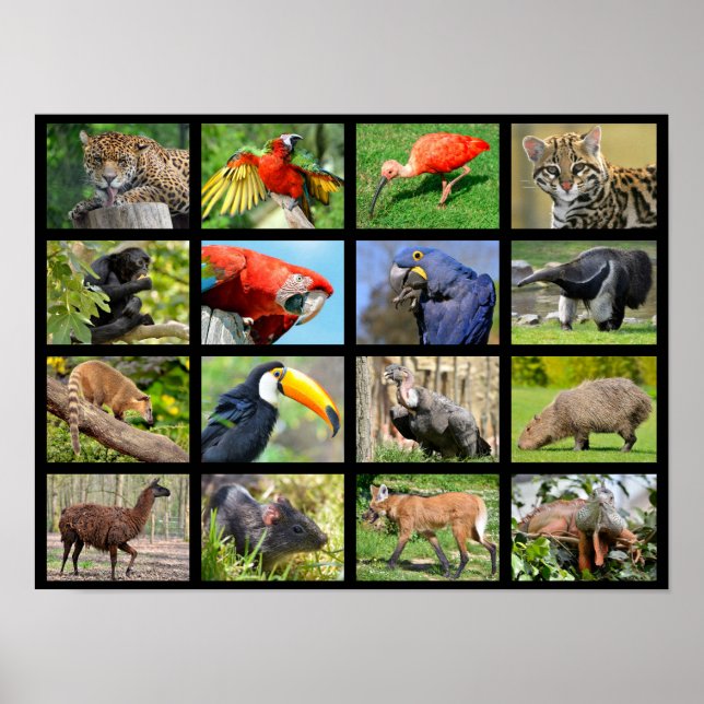 Poster mosaicos animais sul-americanos (Frente)