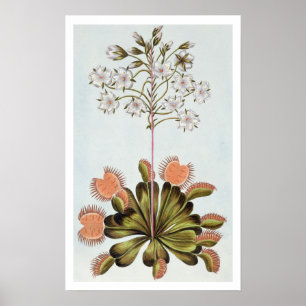 Póster Mosca-armadilha de Venus