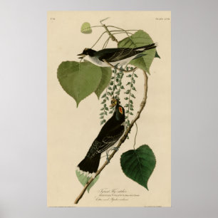 Poster Mosca-coletor do tirano