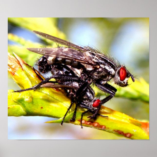 Póster Moscas (Frente)