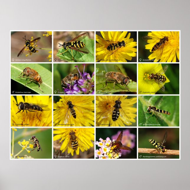 Póster Moscas Flores (Frente)