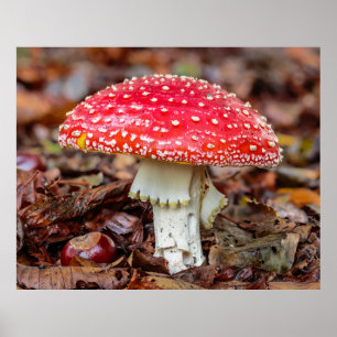 Poster Moscou Voe Ágara ou Voe Amanita Muscaria