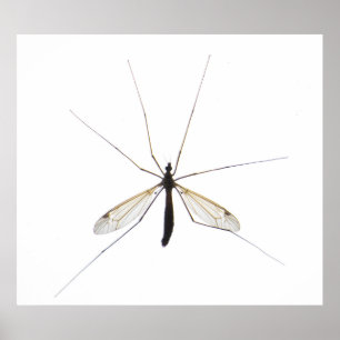 Poster Mosquito