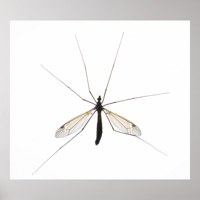 Poster Mosquito (Frente)