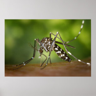Póster mosquito Tigre