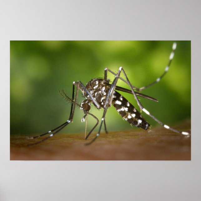Póster mosquito Tigre (Frente)