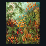 Poster Moss - Ernst Haeckel<br><div class="desc">Moss - Ernst Haeckel</div>