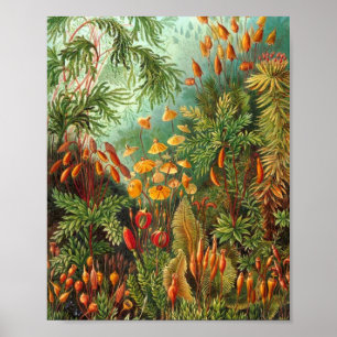 Poster Moss - Ernst Haeckel
