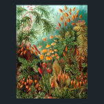 Poster Moss (Muscinae) por Haeckel<br><div class="desc">Kunstformen der Nature (1904), placa 72: Muscinae. Kunstformen der Nature (conhecido em inglês como Art Forms in Nature) é um livro de impressões litográficos e de meio tom do biólogo alemão Ernst Haeckel.</div>