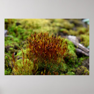 Poster Mosses