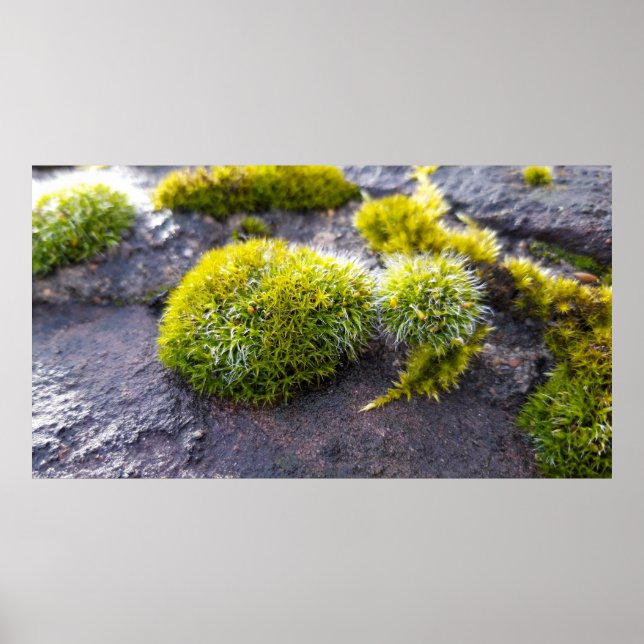 Poster Mosses (Frente)