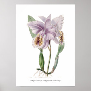 Poster Mossiae de Cattleya