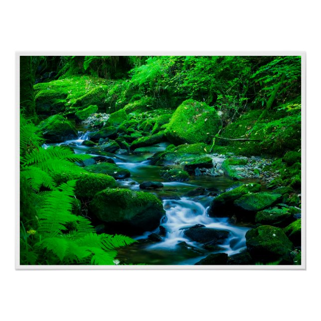 Póster Mossy Forest Stream in Killarney National Park (Frente)