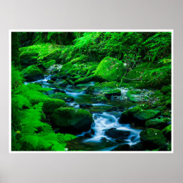 Poster Mossy Forest Stream in Killarney National Park