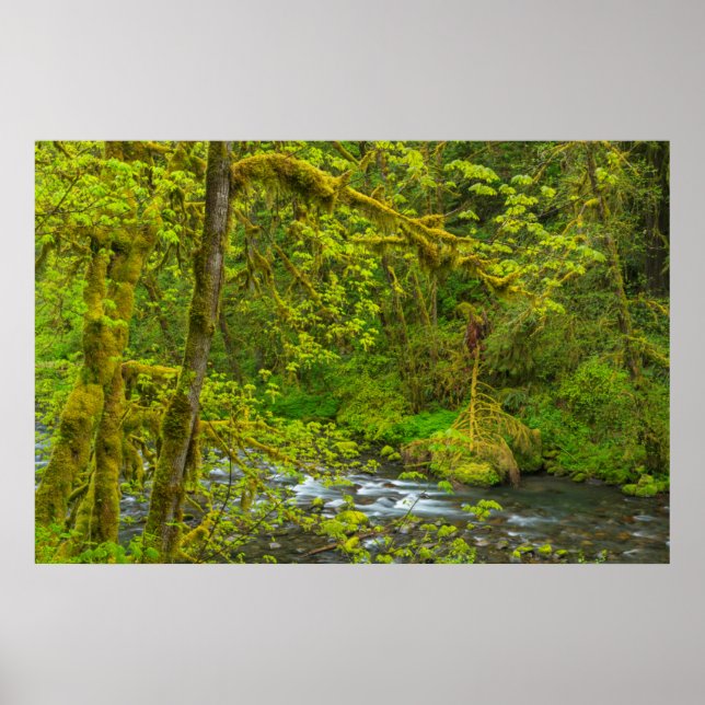 Póster Mossy Rochas E Árvores Linha Águia (Frente)