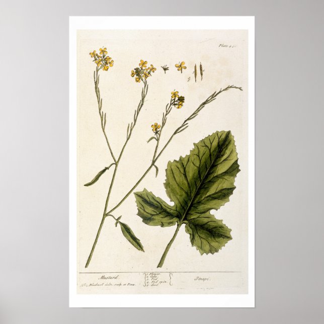 Póster Mostarda, placa 446 de "A Curiosa Herbal", publis (Frente)