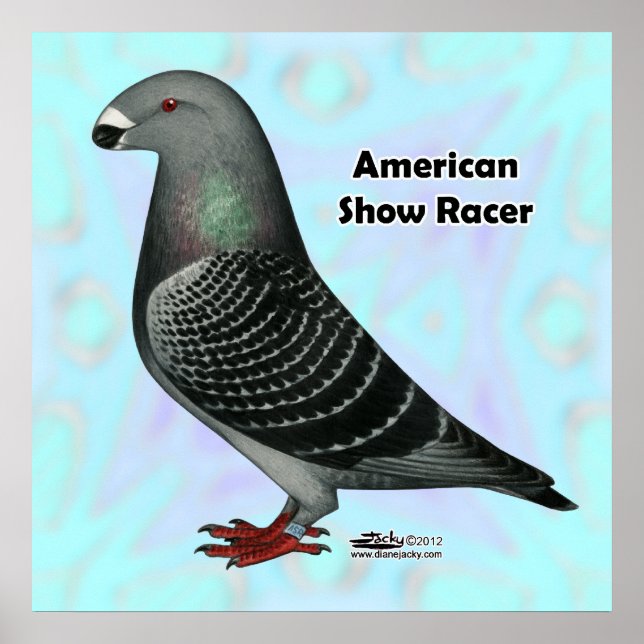 Poster Mostrar ASR do Racer (Frente)