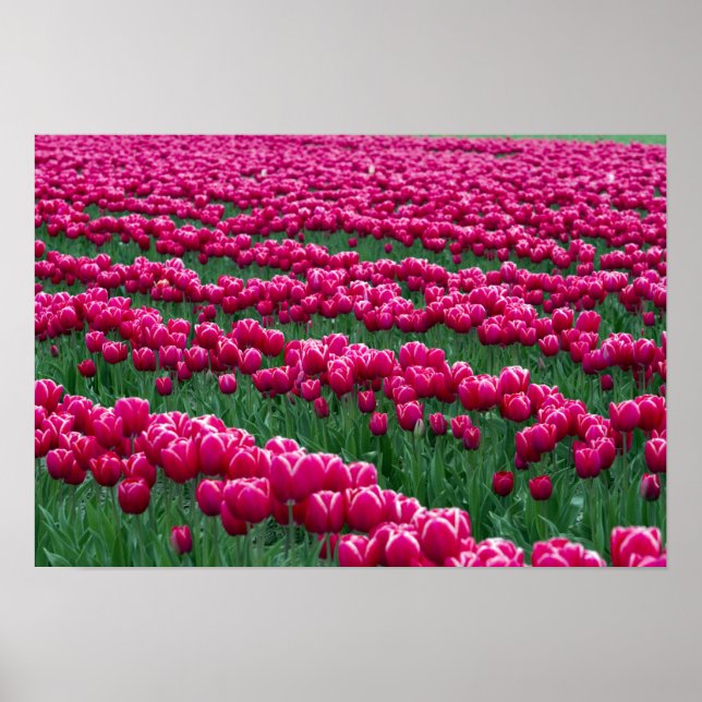 Poster Mostrar jardim de bolbos de tulipas com primavera  (Frente)