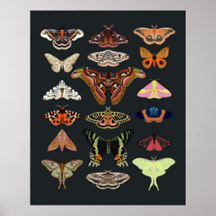 Poster Moth cottagecore arte de insetos