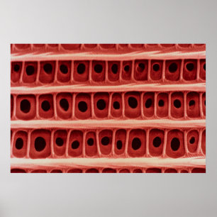 Poster Moth - wing scale