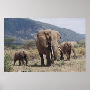 Poster Mother elephant walking with elephant calf