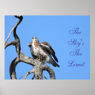 Poster Motivacional Juvenile Red Tail Hawk