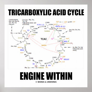 Póster Motor do ciclo de ácido Tricarboxylic dentro do
