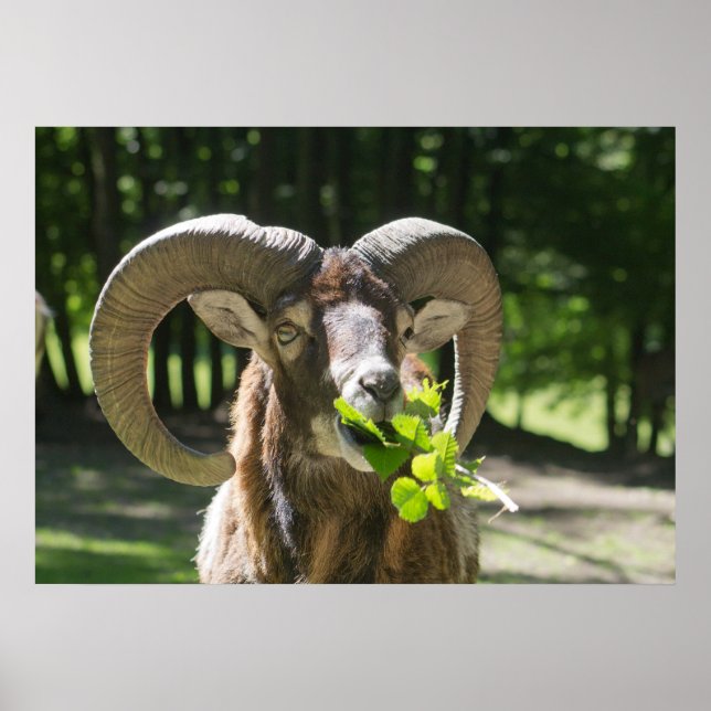 Póster Mouflon Ram (Frente)