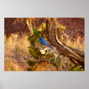 Póster Mountain Bluebird no Parque Nacional de Arches