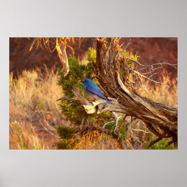 Póster Mountain Bluebird no Parque Nacional de Arches (Frente)