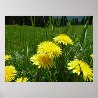 Póster Mountain Dandelions