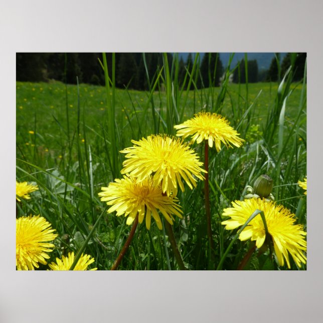 Póster Mountain Dandelions (Frente)