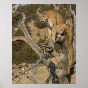 Póster Mountain Lion Aka Puma