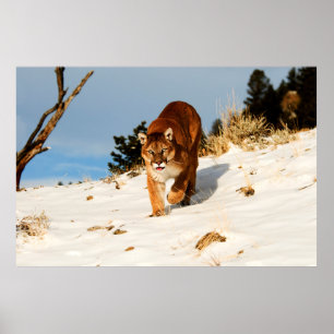 Poster Mountain Lion on snowy hill