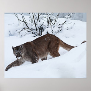 Póster Mountain Lion on the Prowl